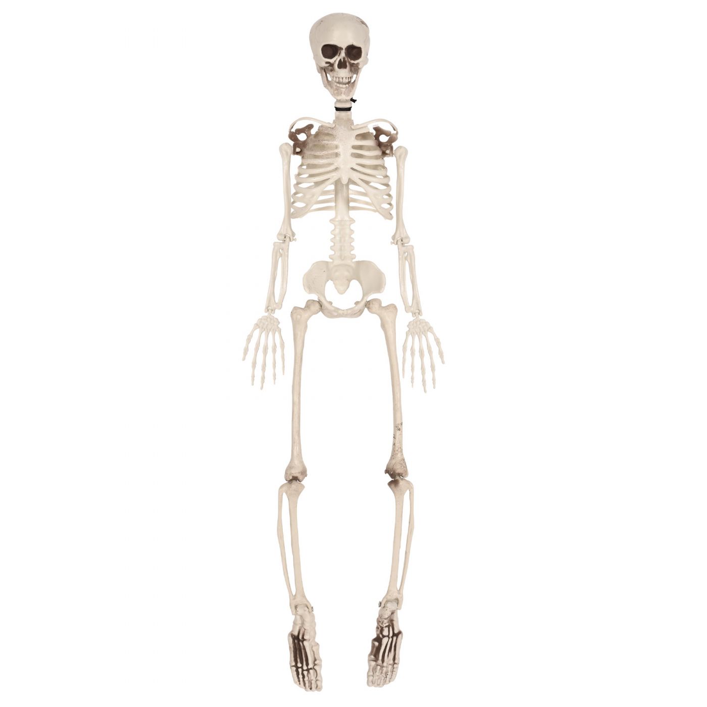 Plastic Skeleton (1) image