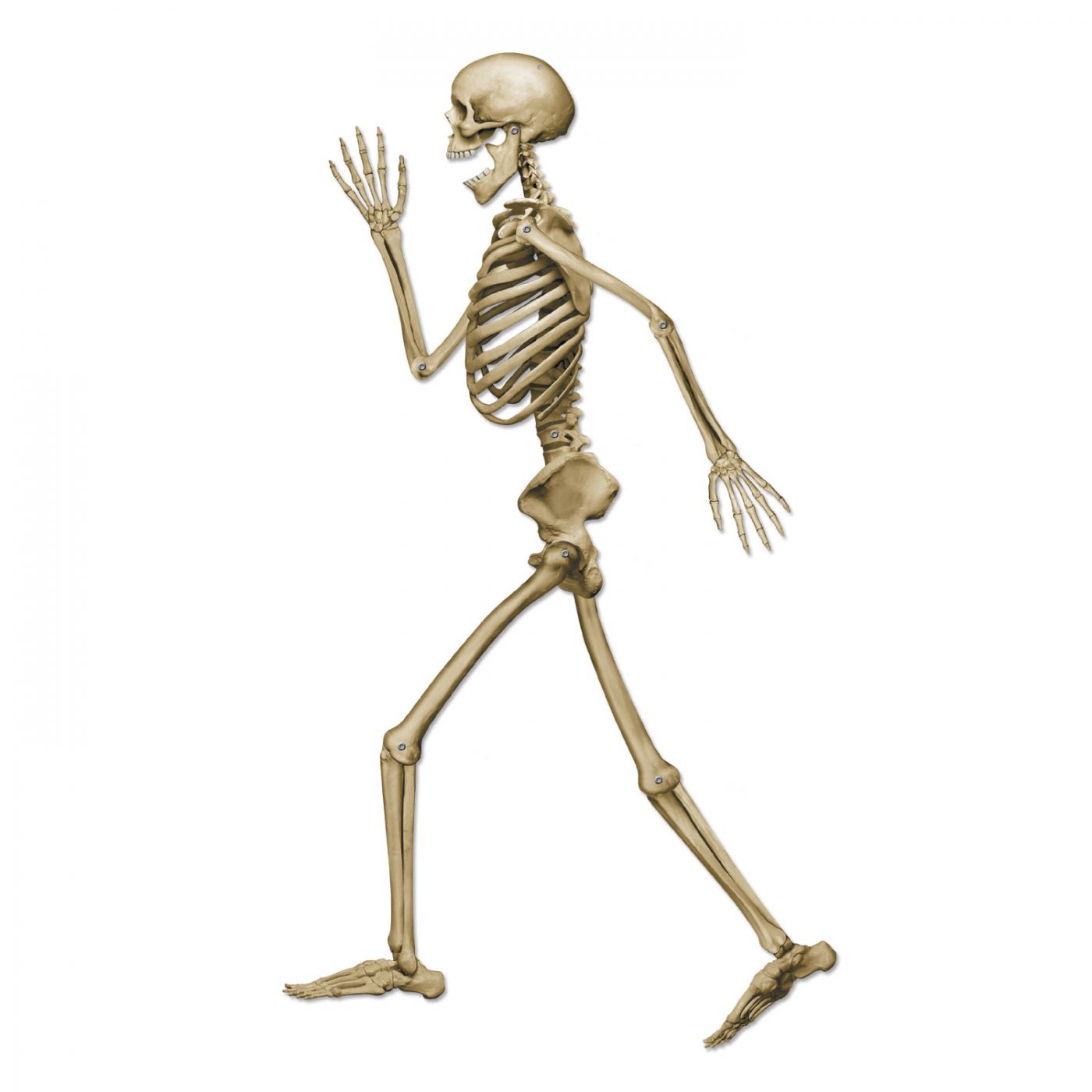Profile Pete Jointed Skeleton (12) image