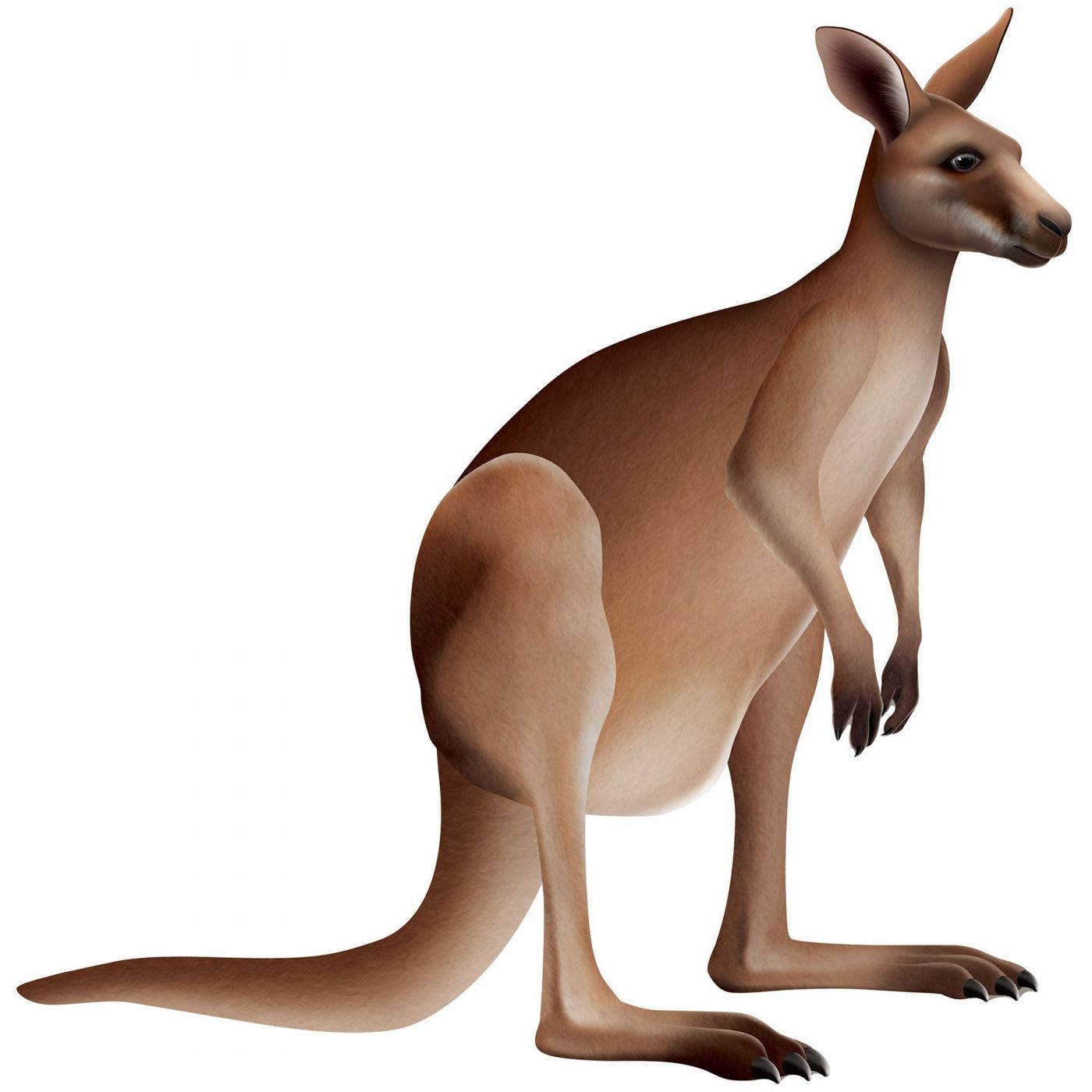 Jointed Kangaroo (12) image
